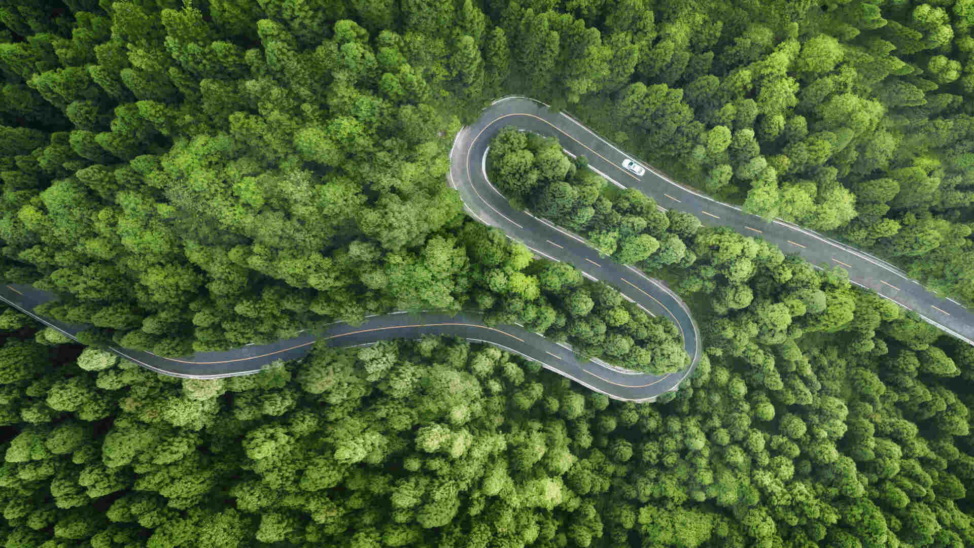 Road woods (1)